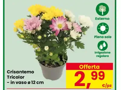Crisantemo tricolor in vaso 12 cm