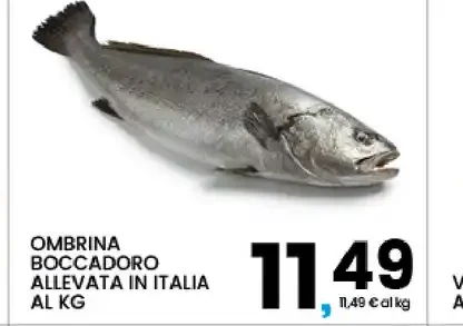 Ombrina boccadoro allevata in Italia