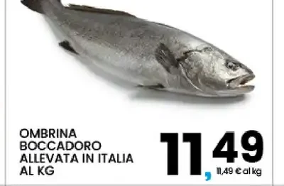 Ombrina boccadoro allevata in Italia