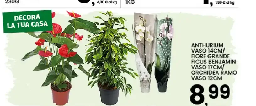 Anthurium/Ficus benjamin/Orchidea