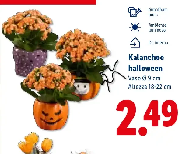Kalanchoe halloween