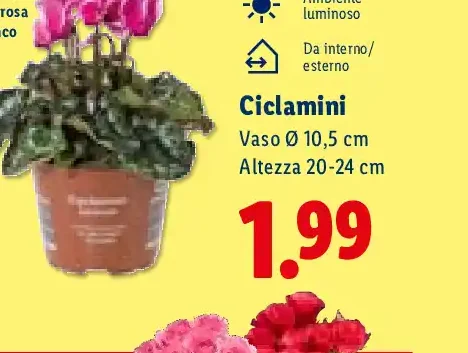 Ciclamini