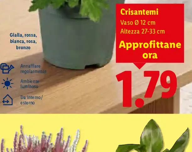 Crisantemi