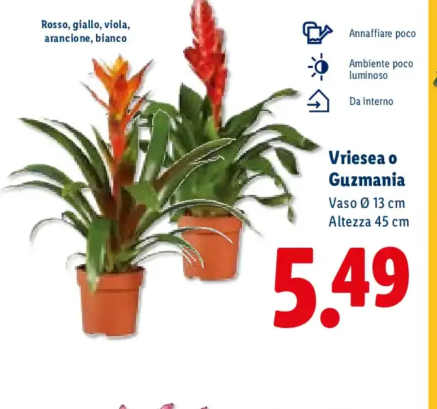 Vriesea o Guzmania