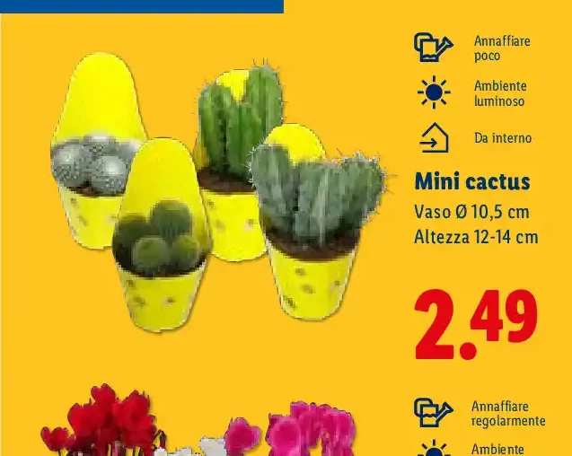 Mini cactus