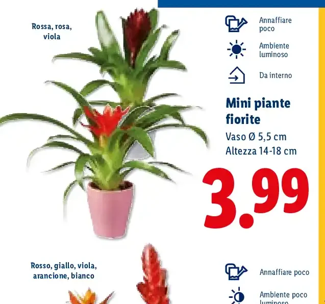 Mini piante fiorite