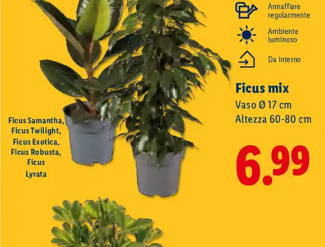 Ficus mix