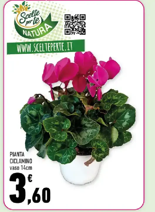 Pianta ciclamino