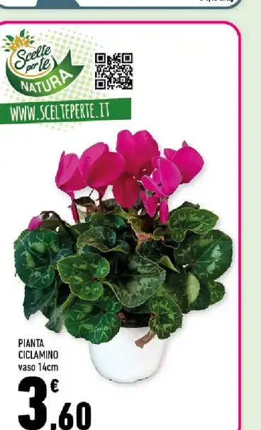 Pianta ciclamino