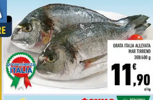 Orata Italia allevata Mar Tirreno