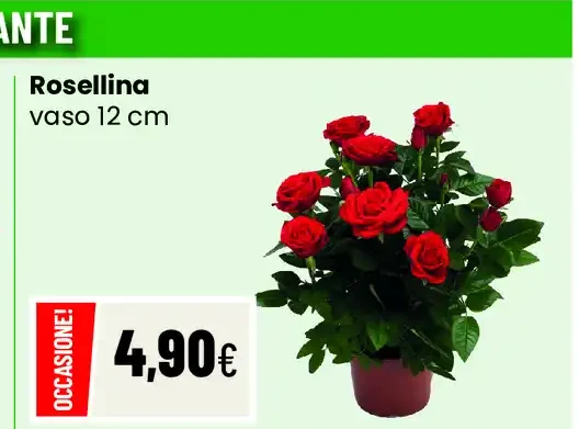 Rosellina