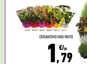 Crisantemo mini misto