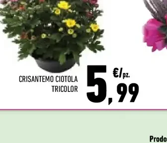 Crisantemo ciotola tricolor