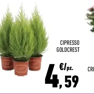 Cipresso Goldcrest