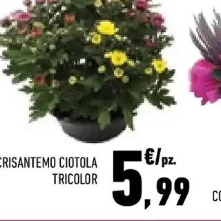Crisantemo ciotola tricolor