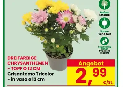 Crisantemo tricolore