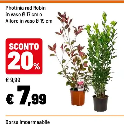 Photinia red Robin o Alloro