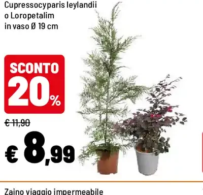 Cupressocyparis leylandii o Loropetalum