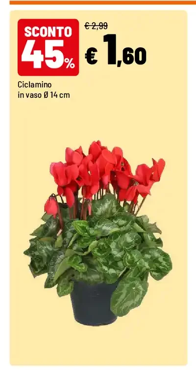 Ciclamino in vaso