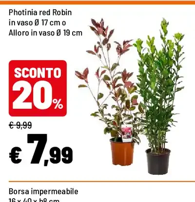Photinia red Robin o Alloro