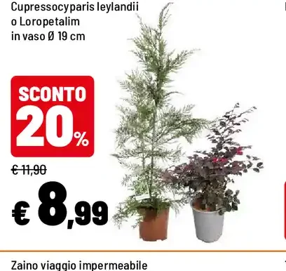 Cupressocyparis leylandii o Loropetalum