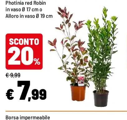 Photinia red Robin