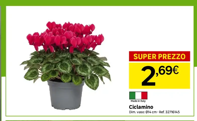 Ciclamino