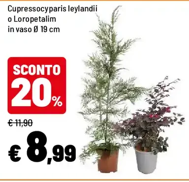 Cupressocyparis leylandii o Loropetalum
