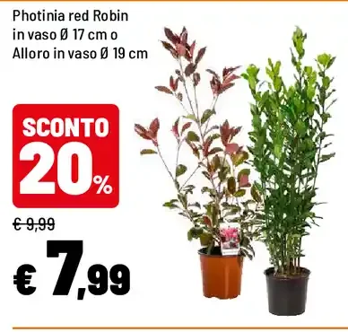 Photinia red Robin o Alloro