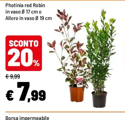 Photinia red Robin o Alloro
