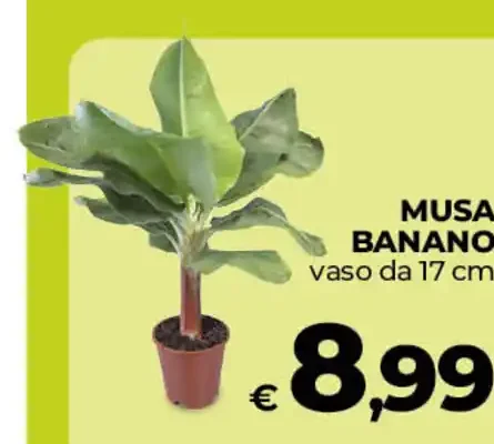 Musa banano