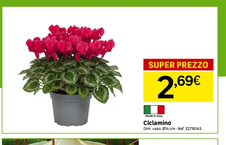 Ciclamino
