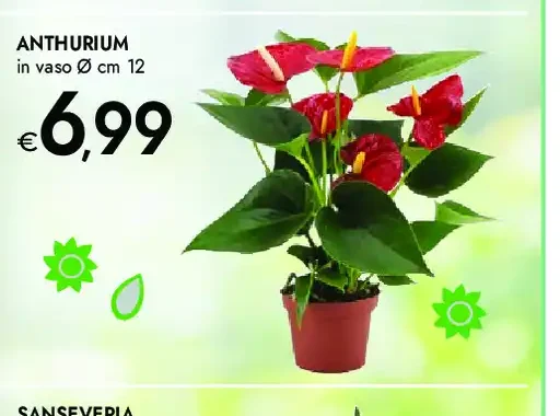 Anthurium