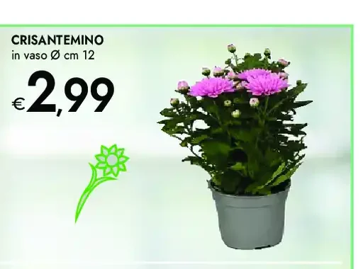 Crisantemino