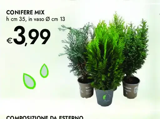 Conifere mix