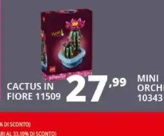 Cactus in fiore 11509