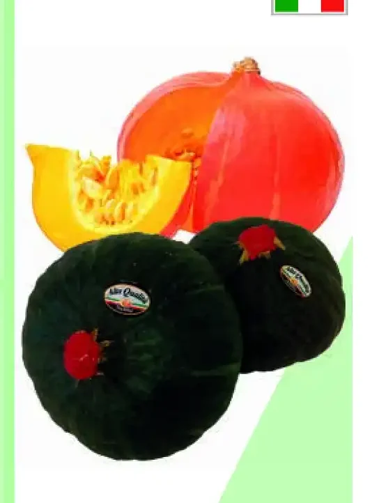 Zucca Delica Hokkaido