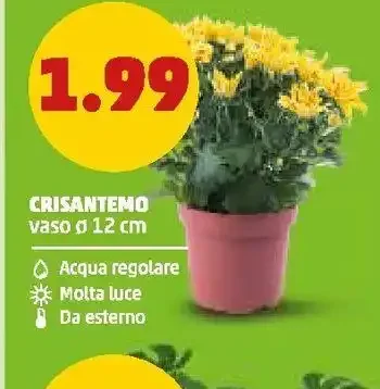 Crisantemo