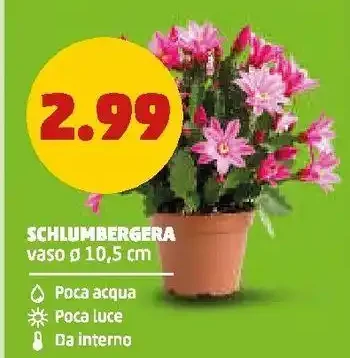 Schlumbergera