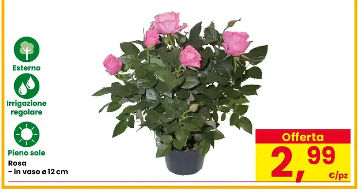Rosa in vaso