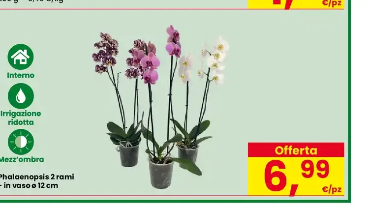 Phalaenopsis 2 rami