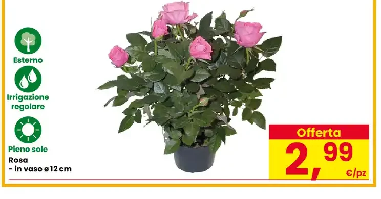 Rosa in vaso