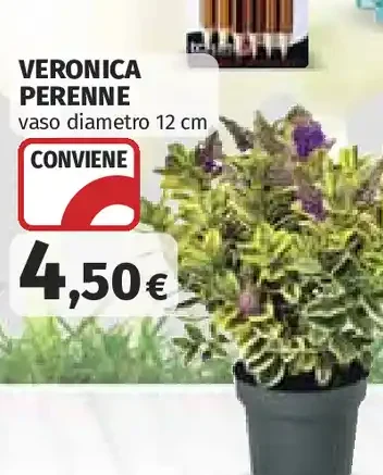 Veronica perenne