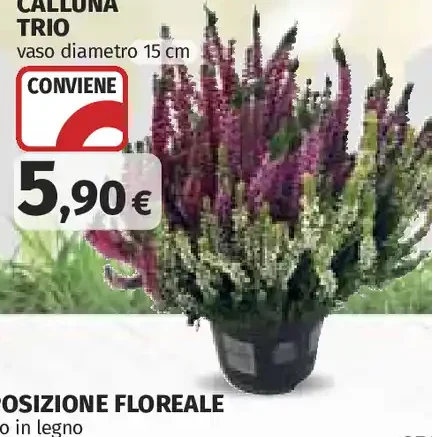 Calluna trio