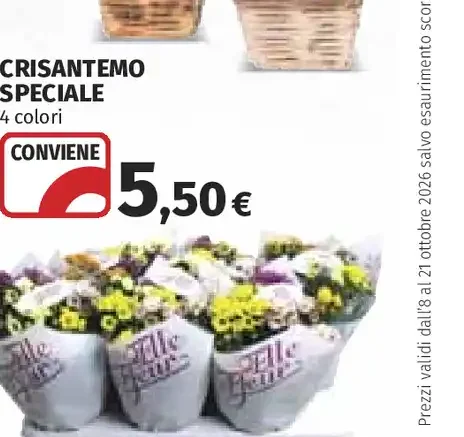 Crisantemo speciale