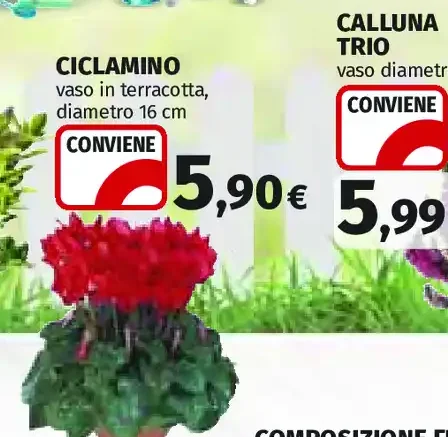 Ciclamino