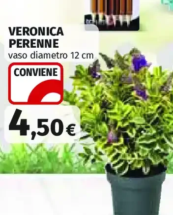 Veronica perenne