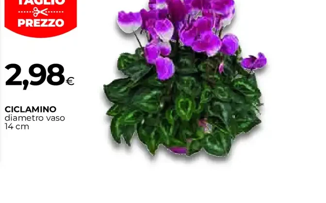 Ciclamino