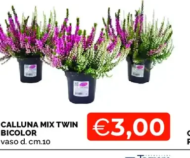 Calluna mix twin bicolor