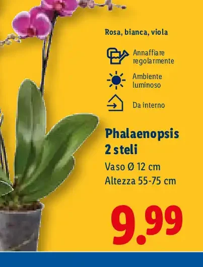 Phalaenopsis 2 steli